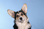 Welsh Corgi Pembroke Portrait