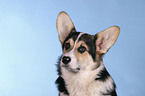 Welsh Corgi Pembroke Portrait