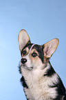 Welsh Corgi Pembroke Portrait