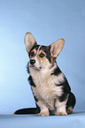 sitting Welsh Corgi Pembroke