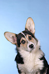 Welsh Corgi Pembroke Portrait