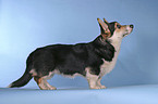 standing Welsh Corgi Pembroke