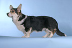 standing Welsh Corgi Pembroke