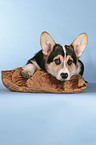 lying Welsh Corgi Pembroke