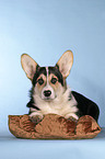 lying Welsh Corgi Pembroke