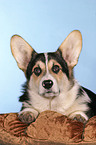 Welsh Corgi Pembroke Portrait