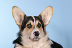 Welsh Corgi Pembroke Portrait