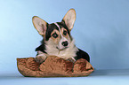 lying Welsh Corgi Pembroke