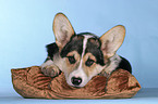 lying Welsh Corgi Pembroke