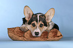 lying Welsh Corgi Pembroke