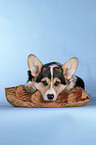 lying Welsh Corgi Pembroke