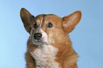 Welsh Corgi Pembroke Portrait