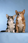 sitting Welsh Corgi Pembrokes