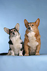 sitting Welsh Corgi Pembrokes