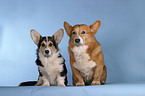 sitting Welsh Corgi Pembrokes