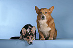 sitting Welsh Corgi Pembrokes