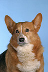 Welsh Corgi Pembroke Portrait