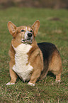 standing Welsh Corgi Pembroke