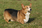 standing Welsh Corgi Pembroke