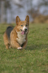 running Welsh Corgi Pembroke