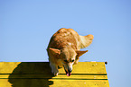 Welsh Corgi Pembroke