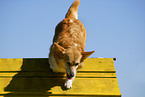 Welsh Corgi Pembroke