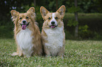 2 Welsh Corgi Pembrokes