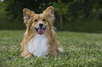 lying Welsh Corgi Pembroke