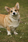 Welsh Corgi Pembroke