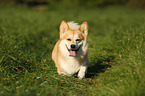 walking Welsh Corgi Pembroke