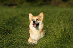 sitting Welsh Corgi Pembroke