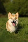 walking Welsh Corgi Pembroke