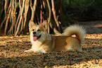 lying Welsh Corgi Pembroke