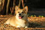 lying Welsh Corgi Pembroke