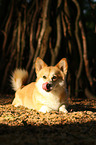 lying Welsh Corgi Pembroke