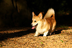 walking Welsh Corgi Pembroke