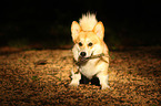 Welsh Corgi Pembroke