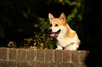 Welsh Corgi Pembroke