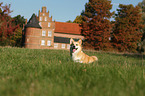 sitting Welsh Corgi Pembroke