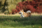 running Welsh Corgi Pembroke