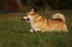 running Welsh Corgi Pembroke