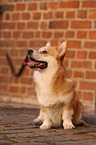 sitting Welsh Corgi Pembroke