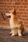 sitting Welsh Corgi Pembroke