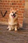 sitting Welsh Corgi Pembroke