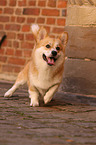 walking Welsh Corgi Pembroke