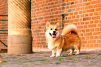 Welsh Corgi Pembroke