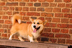 Welsh Corgi Pembroke