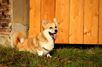 sitting Welsh Corgi Pembroke