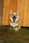 sitting Welsh Corgi Pembroke