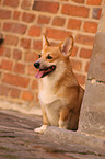 sitting Welsh Corgi Pembroke